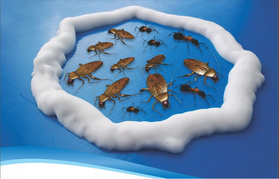 Insectos Rastreros